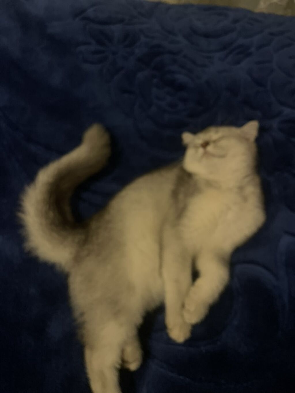Şinşilla — Pişiklər, Digah