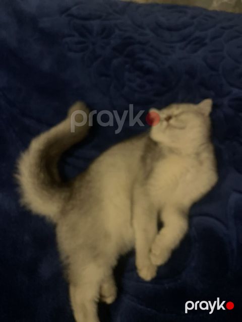 Şinşilla