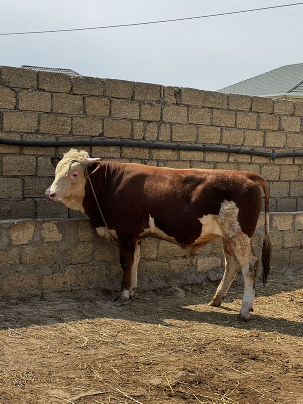 İki baş təmiz qan erkək simmental dana satılır. Böyüyünün 1 yaşı var — Heyvanlar, Sumqayıt (6)