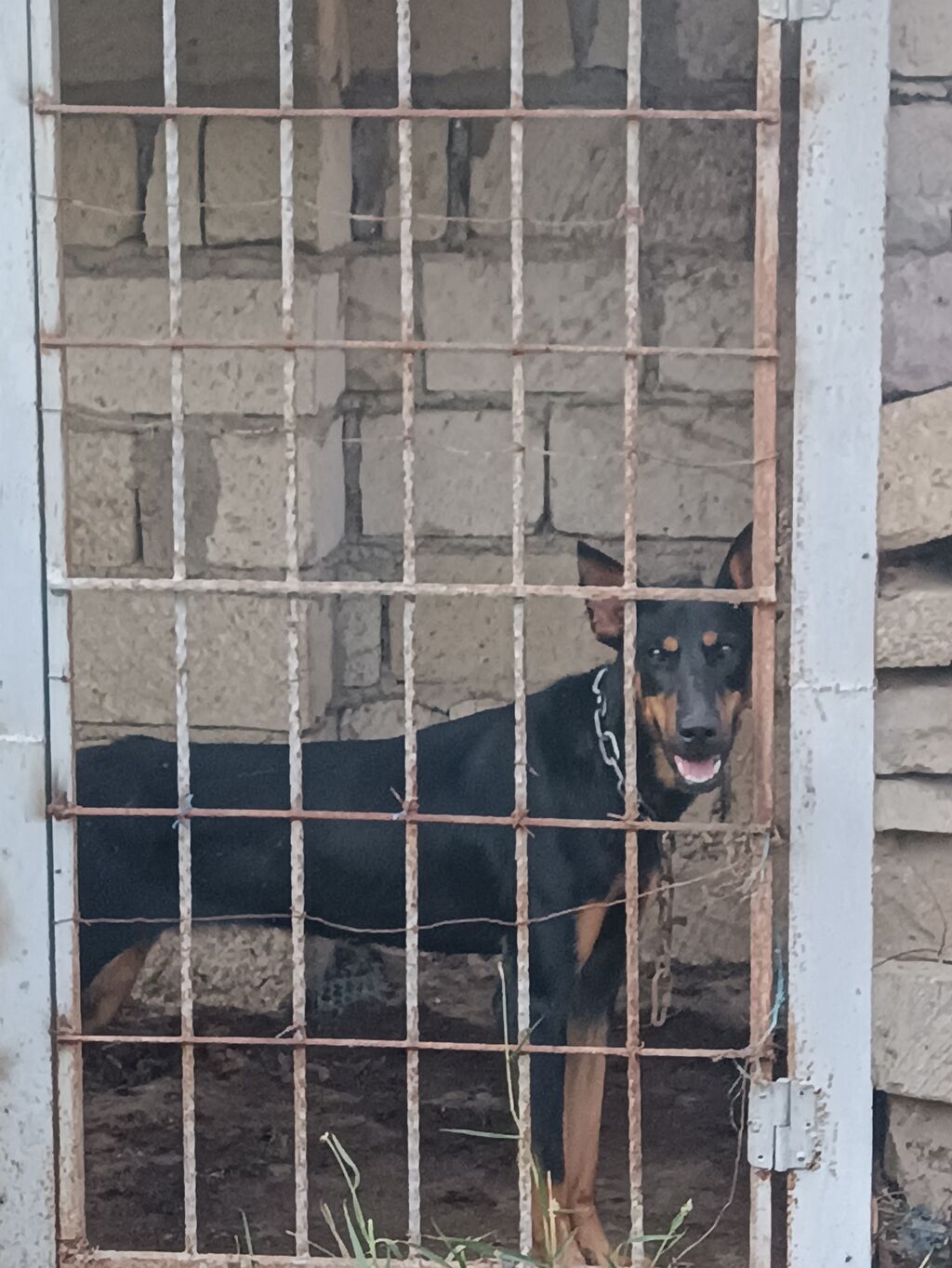 Doberman, 11 ay, Dişi — Heyvanlar, Gəncə (4)