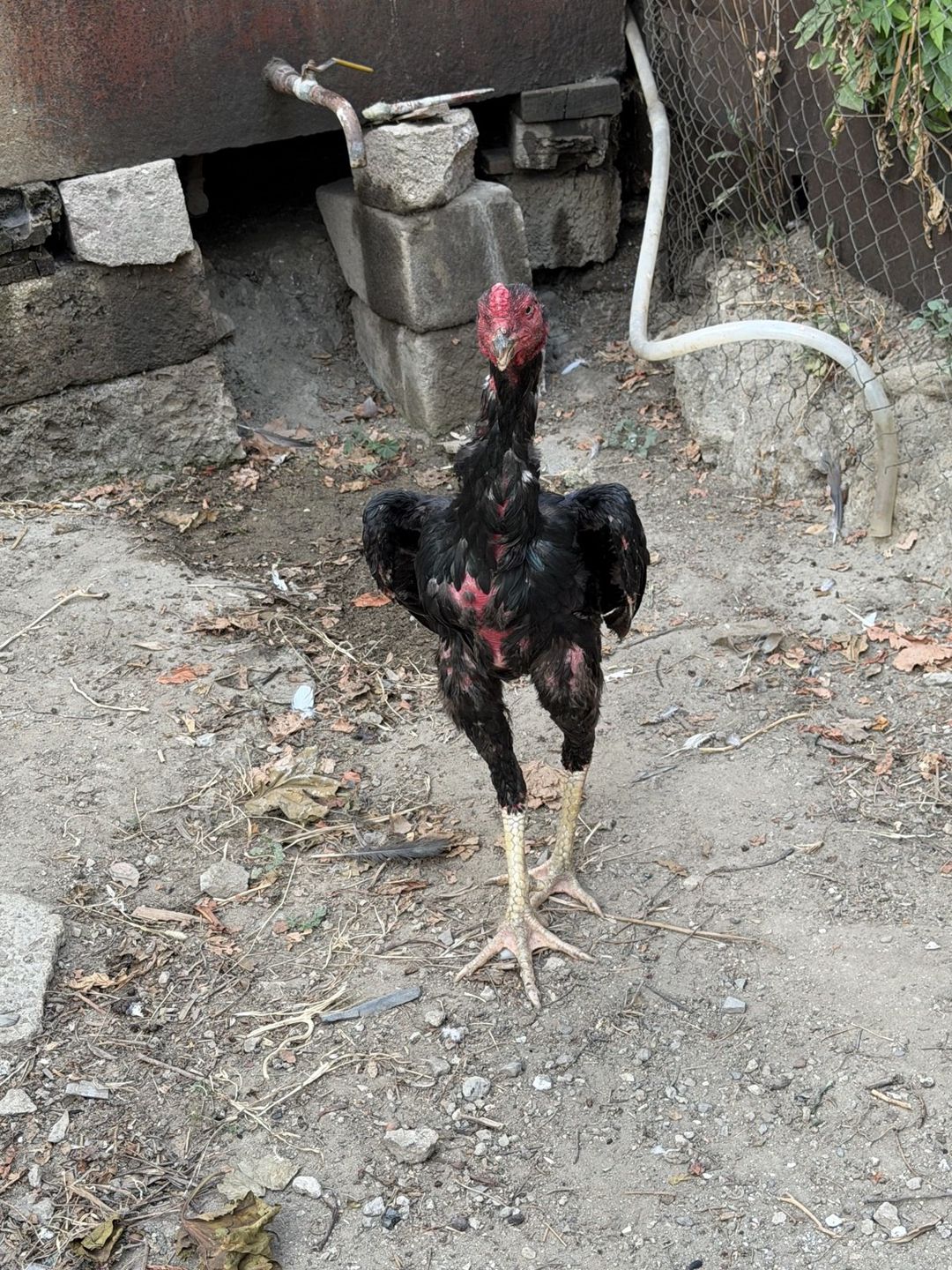 Heyratı — Quşlar, Bakı (7)