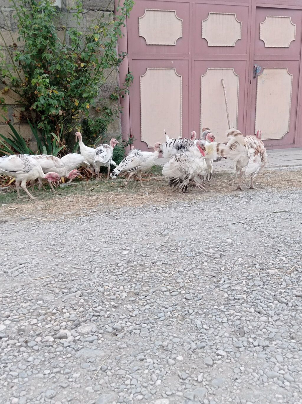 Hinduskalar — Quşlar, Quba (2)