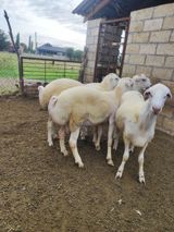 Qoyunlar – yerli ağ rəngli, quyruqlu damazliq tip Bir yaşında Toglu — Animals
