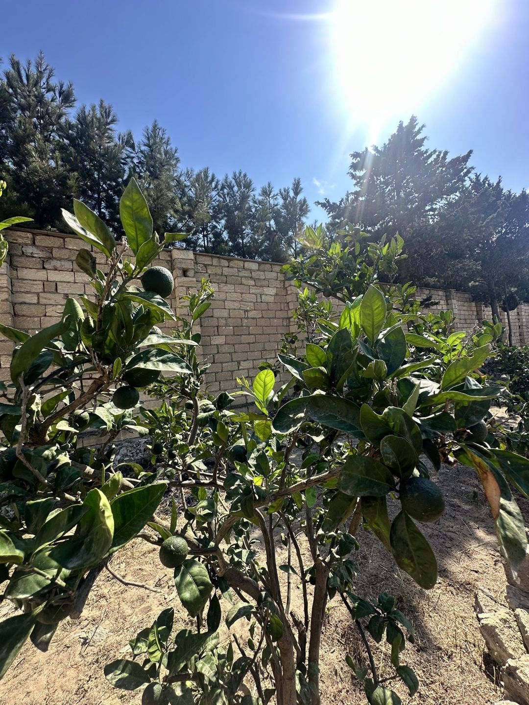 Satılır torpaq 6 sot — Torpaq, Bakı (10)