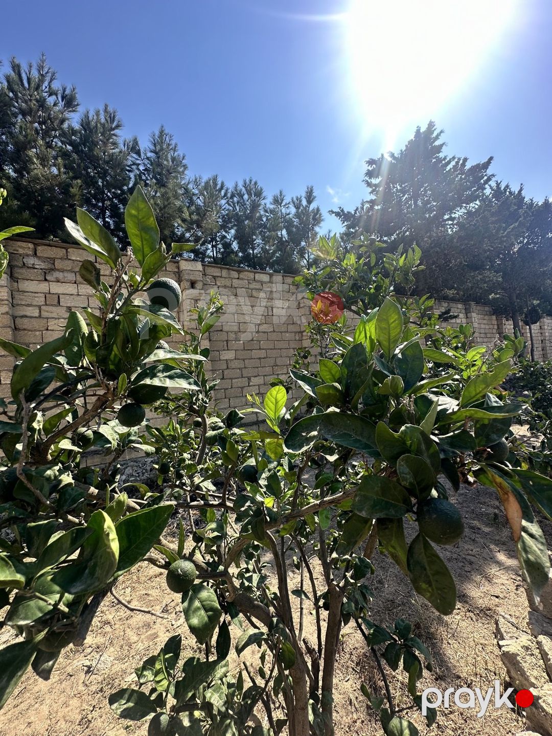 6 sot torpaq sahəsi, Görədil qəs — Torpaq, Bakı (7)