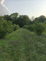 300 sot, Kənd təsərrüfatı, Mülkiyyətçi, Kupça (Çıxarış) — Land plot