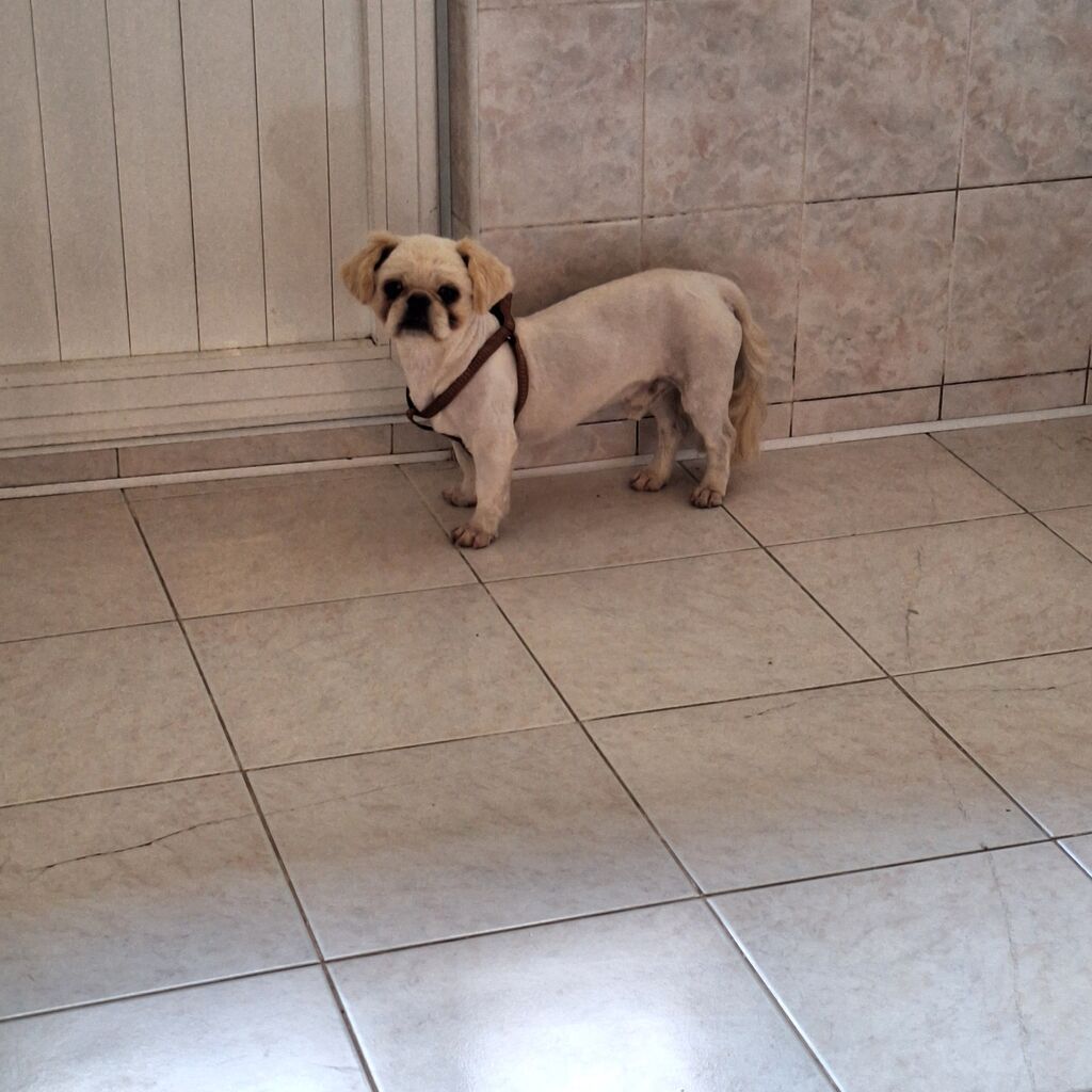 Pekines — Heyvanlar, Gəncə (2)