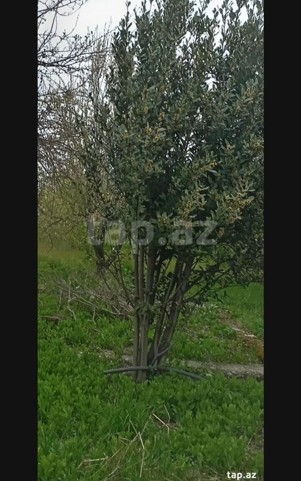 Kənd təsərrüfatı, Makler, Kupça (Çıxarış) — Torpaq, Xaçmaz (7)