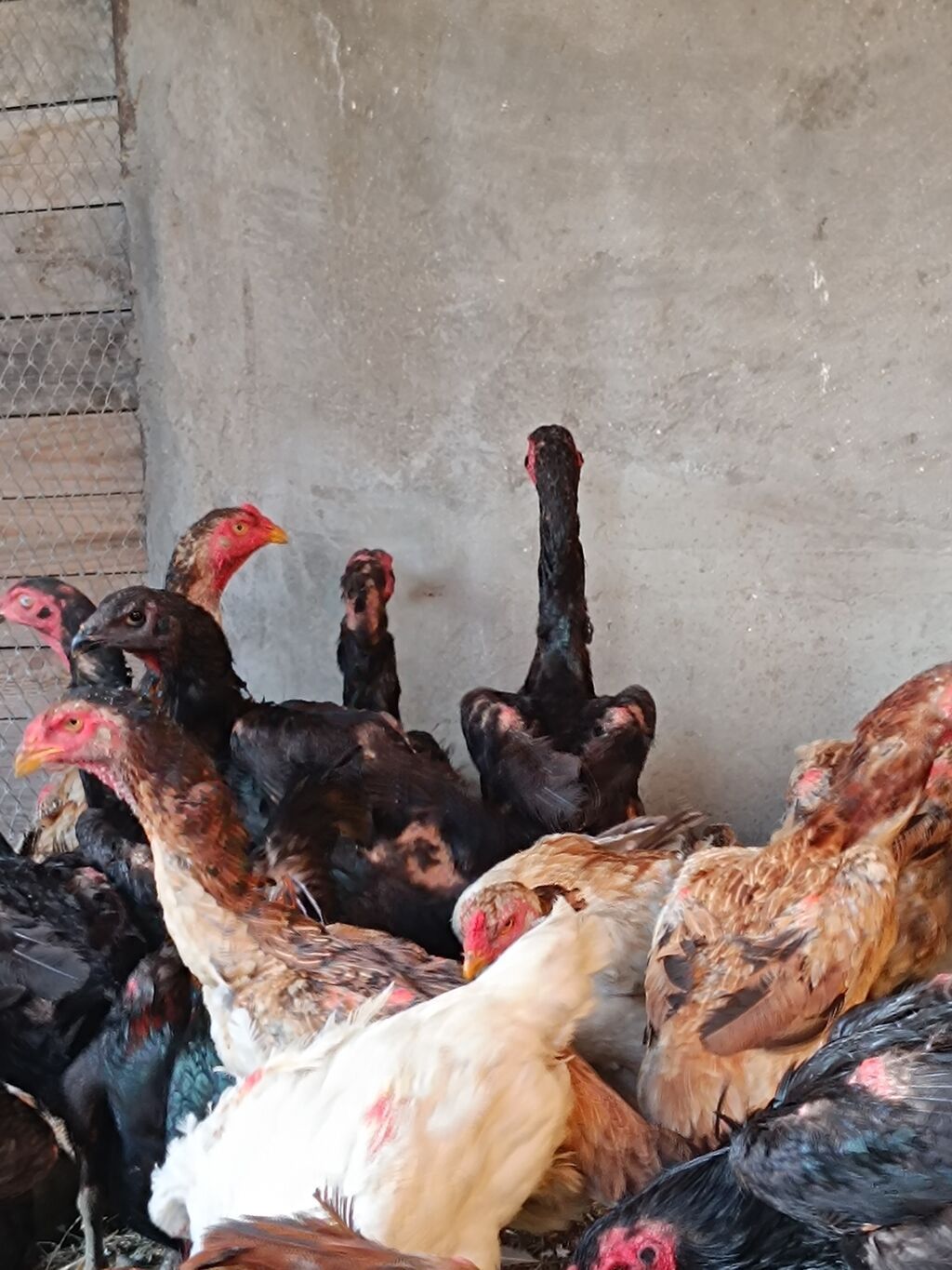 O shamo fereler 50-100 azn arasi xoruz 100 150 azn.Sumqayit — Quşlar, Sumqayıt (5)