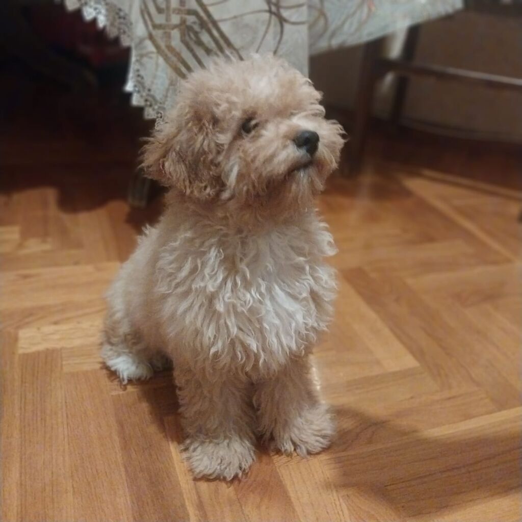Pudel, 7 ay, Erkək, Sənədli, Ünvandan götürmə — Heyvanlar, Bakı (2)