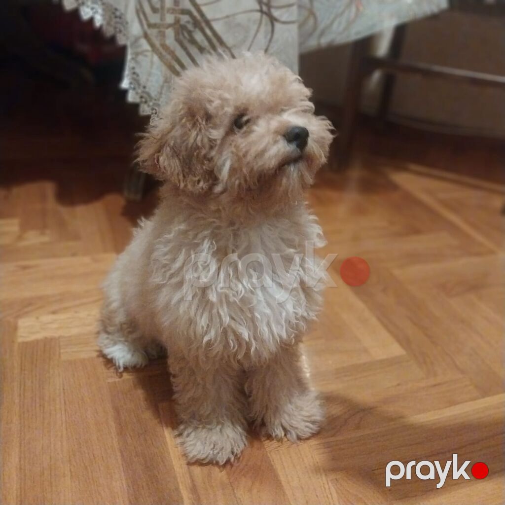 Pudel, 7 ay, Erkək, Sənədli, Ünvandan götürmə — Heyvanlar, Bakı (2)