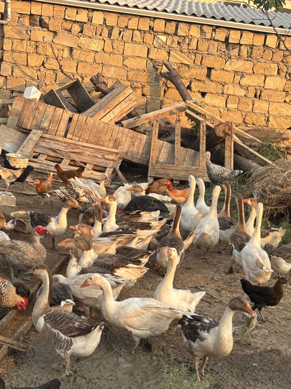 Dişi, Damazlıq, Ünvandan götürmə — Heyvanlar, Sumqayıt (3)
