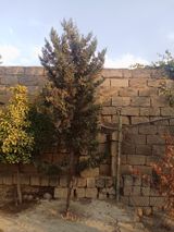 Ikidenesi 15 — Bitkilər