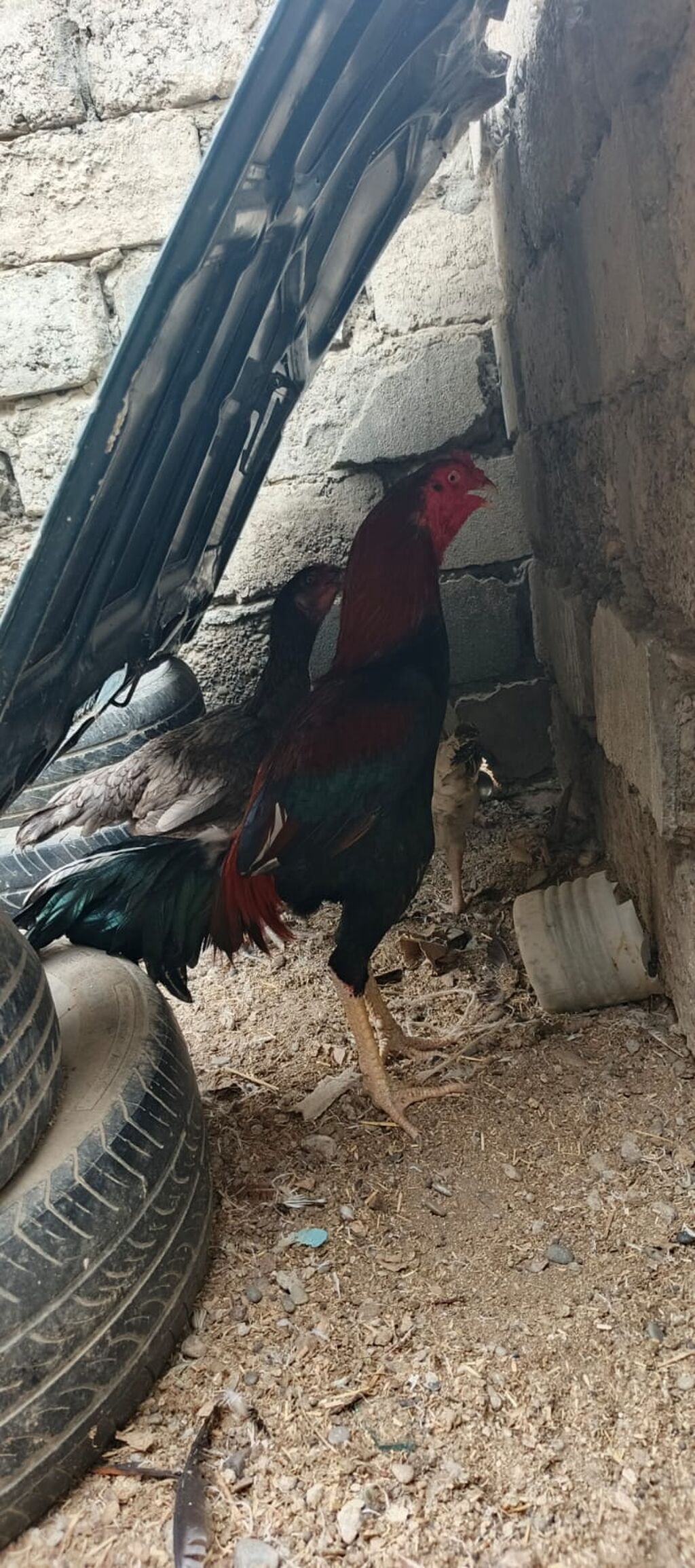 Heyrati xoruz fereler satilir hamisi. satilir .fereler 35 manatda — Heyvanlar, Mingəçevir (2)