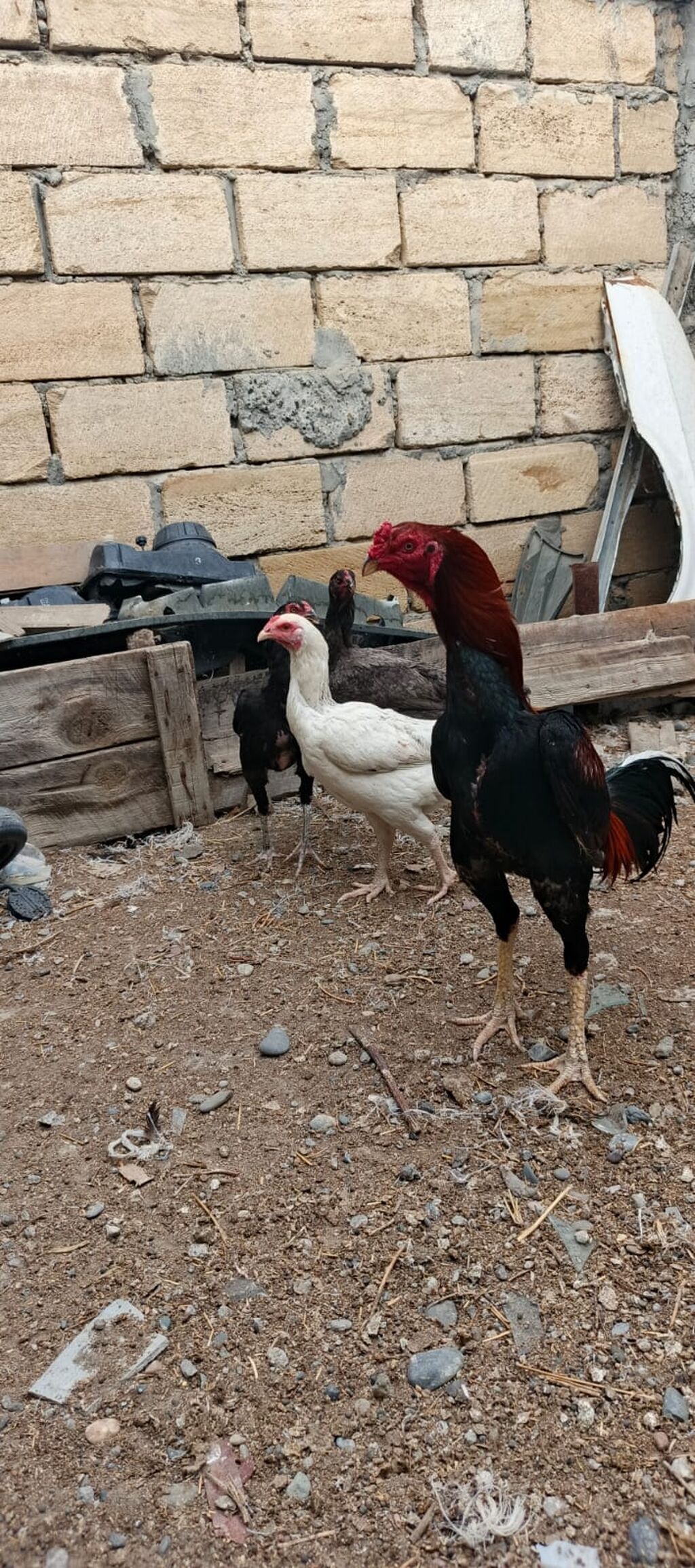 Heyrati xoruz fereler satilir hamisi. satilir .fereler 35 manatda — Heyvanlar, Mingəçevir (3)