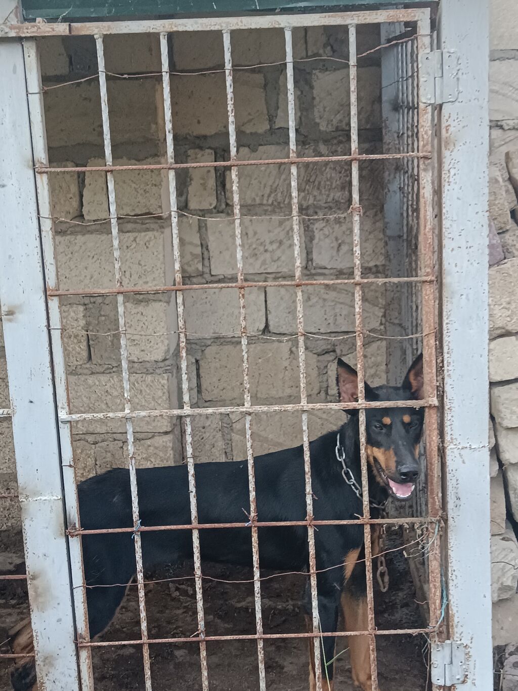 Doberman, 11 ay, Dişi — Heyvanlar, Gəncə (2)