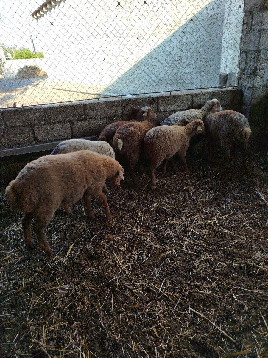 Quzu — Heyvanlar, Xaçmaz (4)
