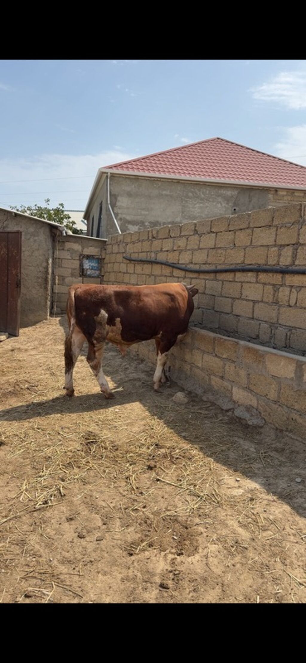 İki baş təmiz qan erkək simmental dana satılır. Böyüyünün 1 yaşı var — Heyvanlar, Sumqayıt (2)