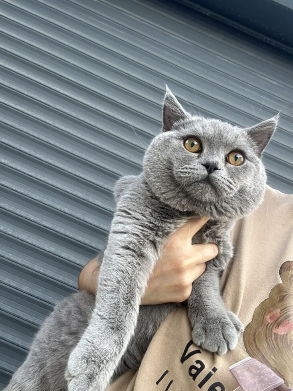 Britan — Pişiklər, Masazır (3)