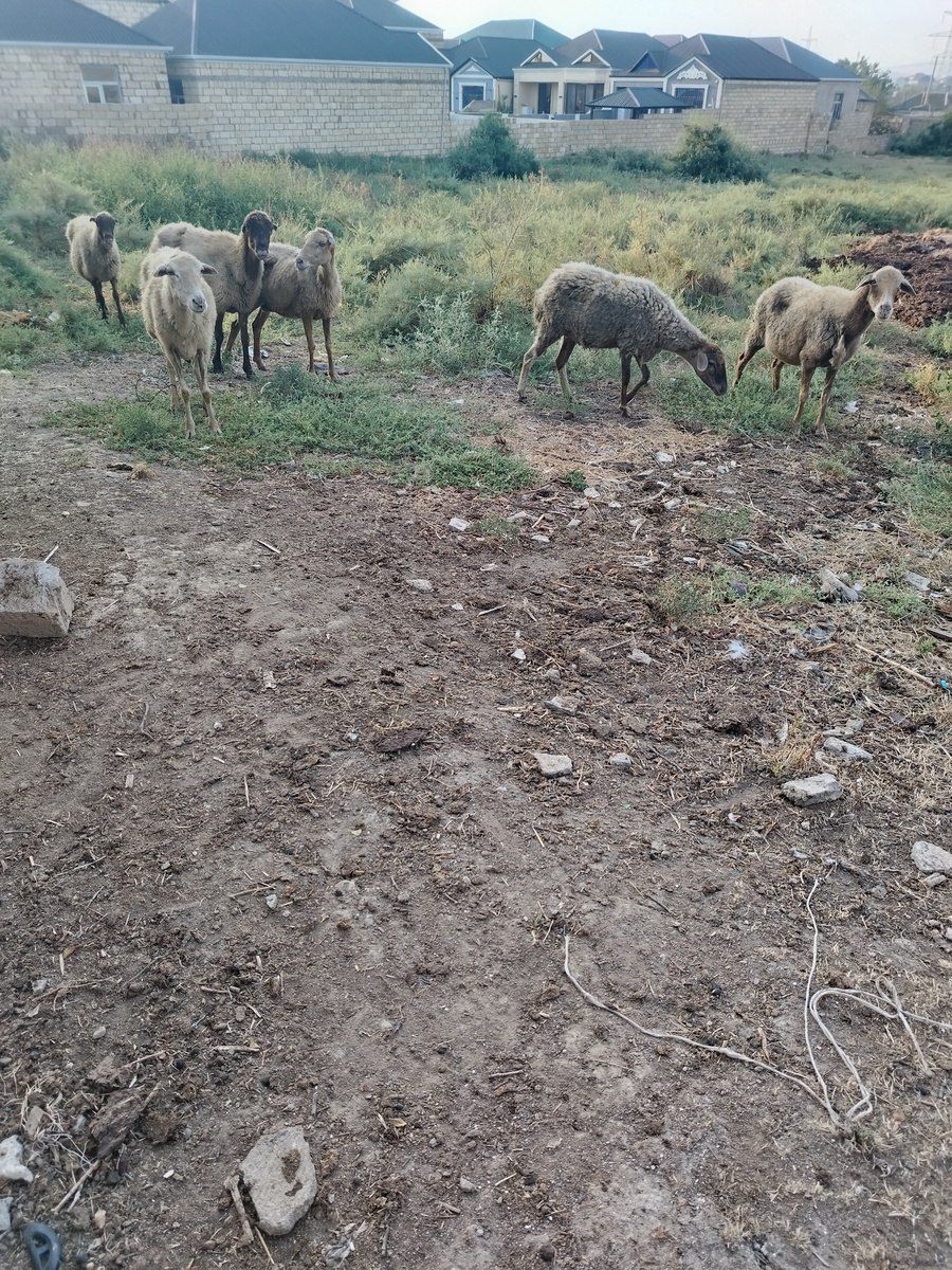 Qoyunlar — Heyvanlar, Bakı (2)