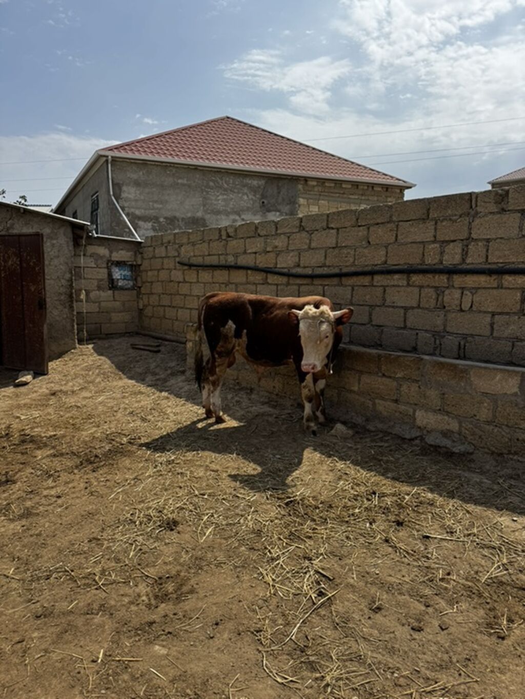 İki baş təmiz qan erkək simmental dana satılır. Böyüyünün 1 yaşı var — Heyvanlar, Sumqayıt (8)