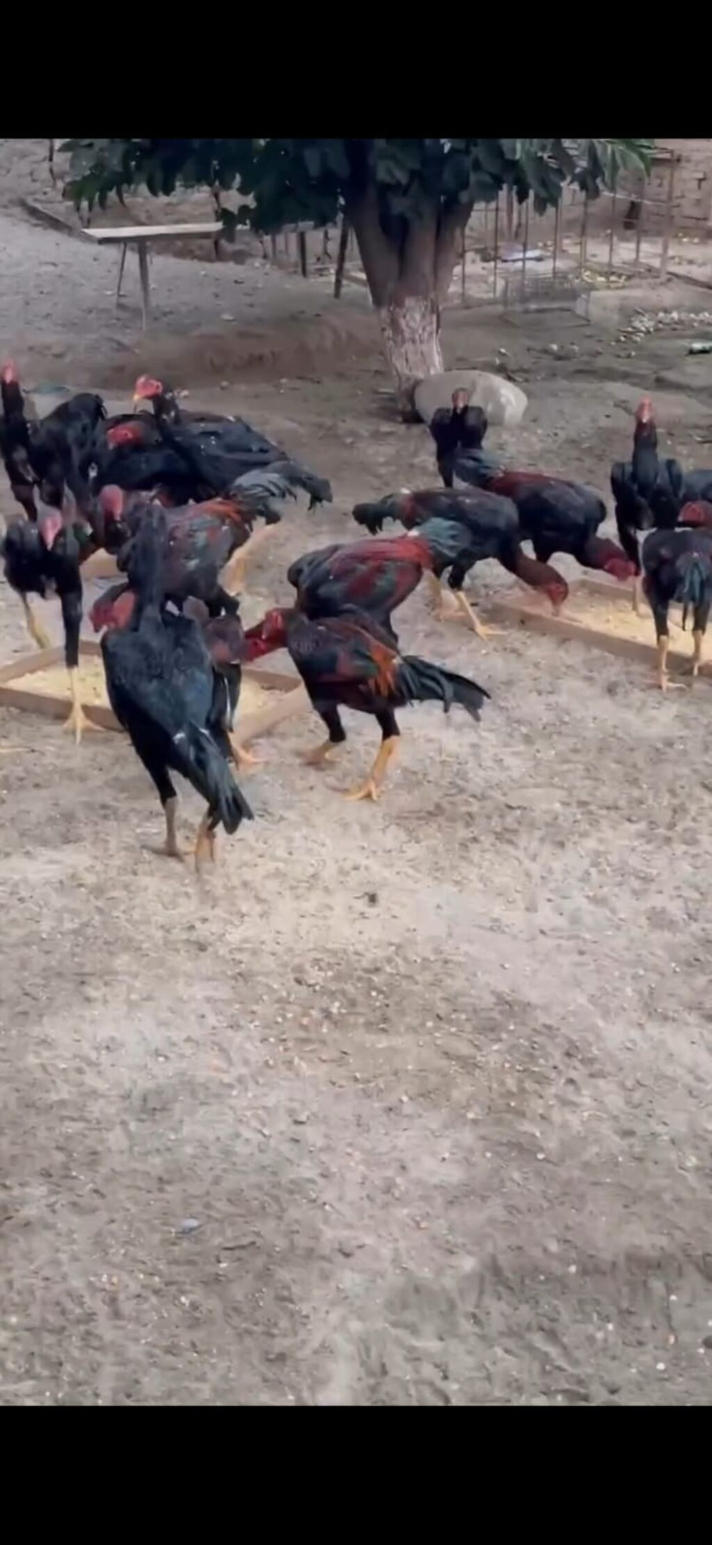 Toyuq, Damazlıq — Heyvanlar, İsmayıllı (3)