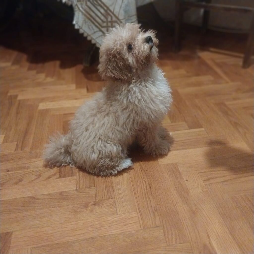 Pudel, 7 ay, Erkək, Sənədli, Ünvandan götürmə — Heyvanlar, Bakı (4)