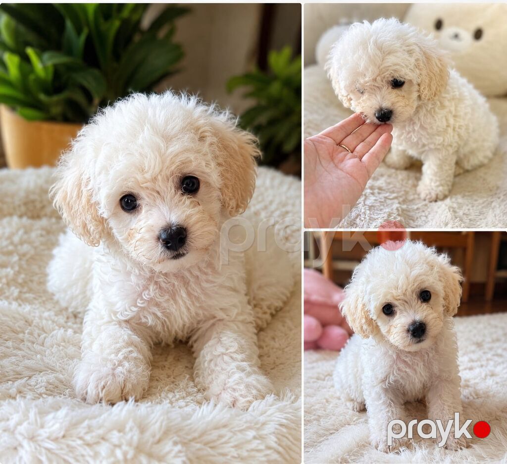 Pudel, 1 ay — Heyvanlar, Bakı (2)