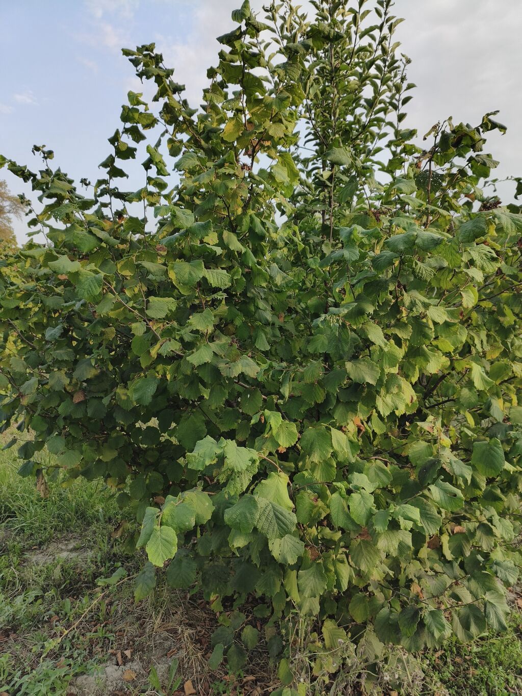 300 sot, Kənd təsərrüfatı, Mülkiyyətçi, Kupça (Çıxarış) — Torpaq, Xaçmaz (2)