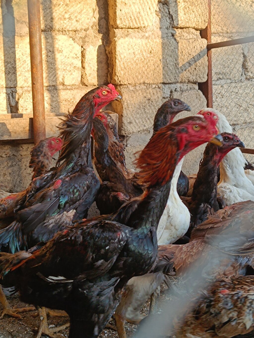 O shamo fereler 50-100 azn arasi xoruz 100 150 azn.Sumqayit — Quşlar, Sumqayıt (9)