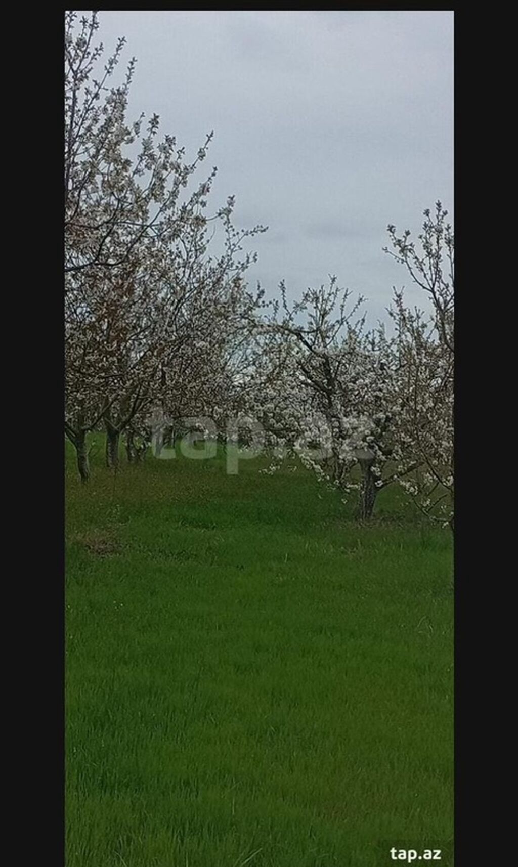 Kənd təsərrüfatı, Makler, Kupça (Çıxarış) — Torpaq, Xaçmaz (3)