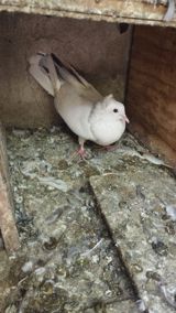 Razılaşma yolu ilə — Animals