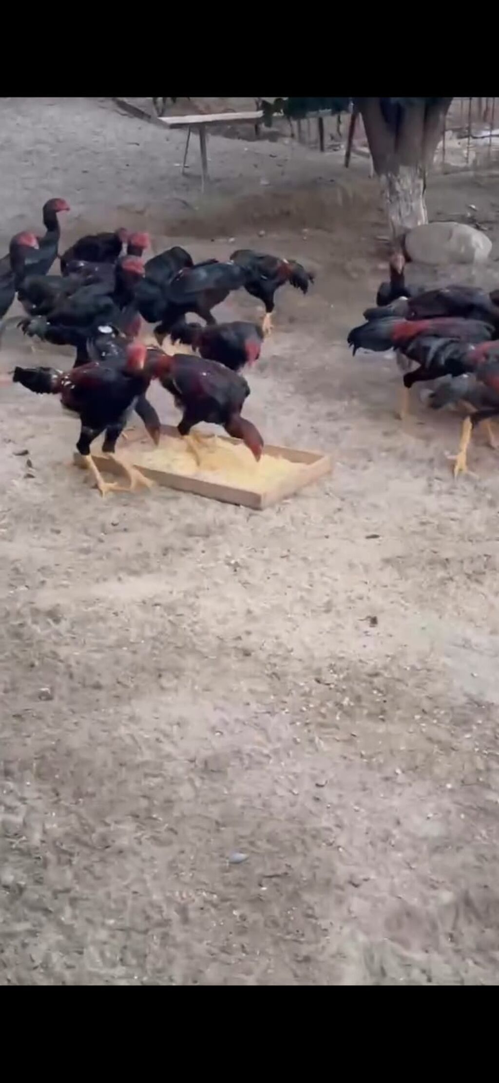 Toyuq, Damazlıq — Heyvanlar, İsmayıllı (5)