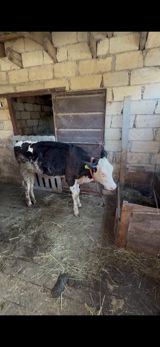 Dişi dana — Animals
