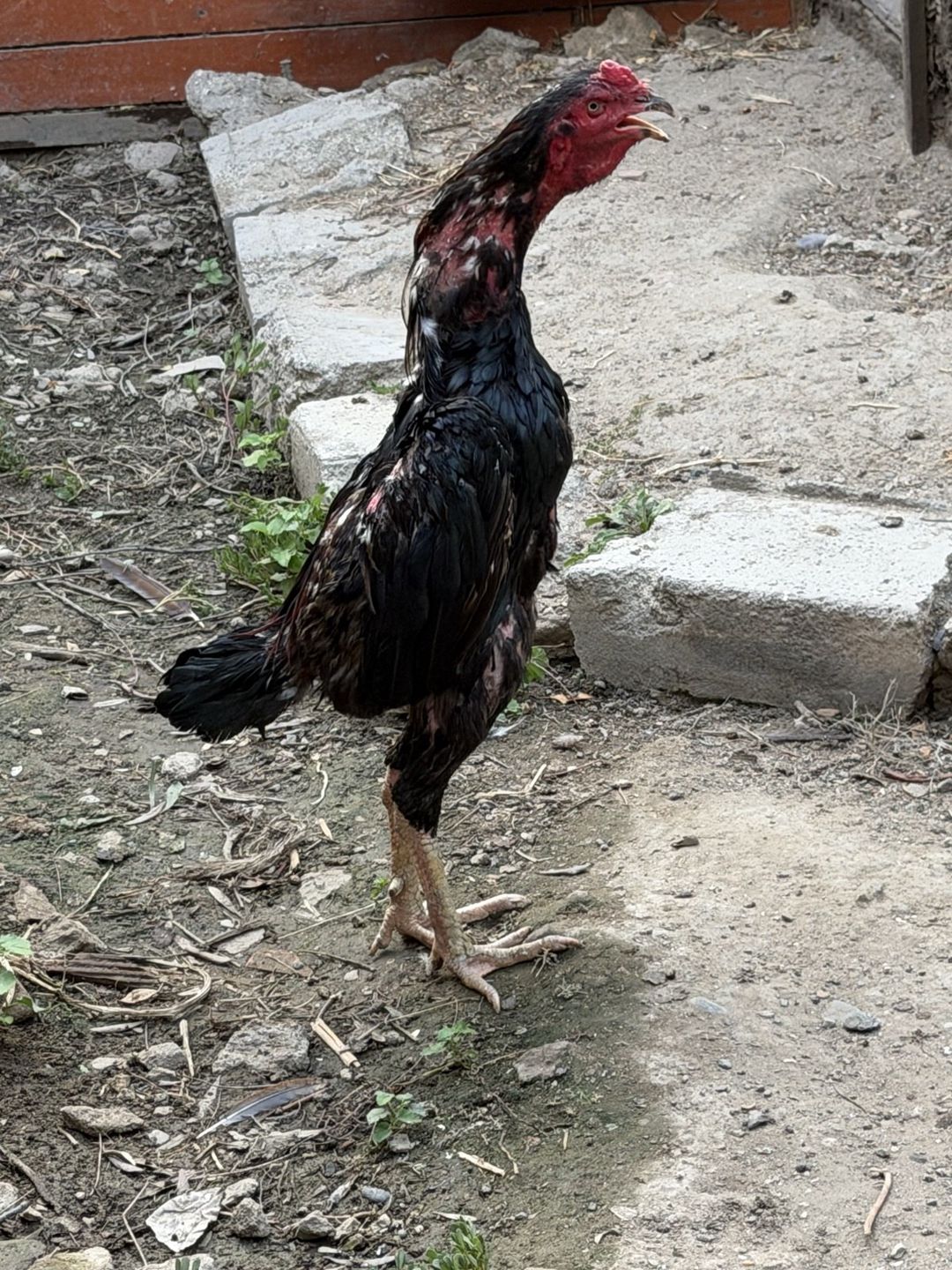 Heyratı — Quşlar, Bakı (2)