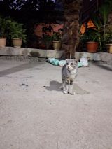 Tabbi, Erkək, Yaxşı əllərə — Cats