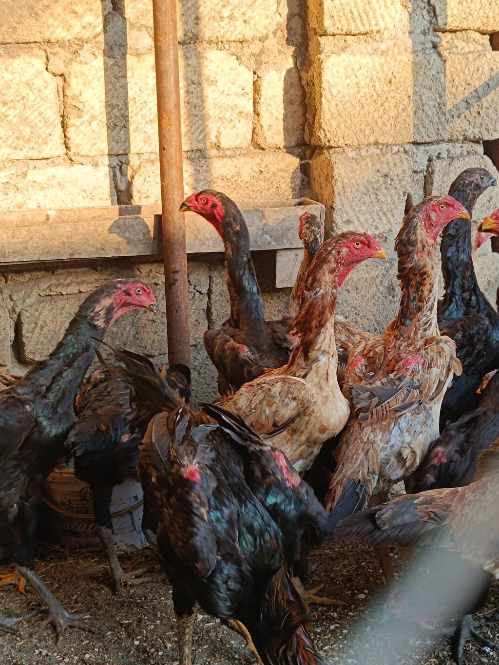 O shamo fereler 50-100 azn arasi xoruz 100 150 azn.Sumqayit — Quşlar, Sumqayıt (8)