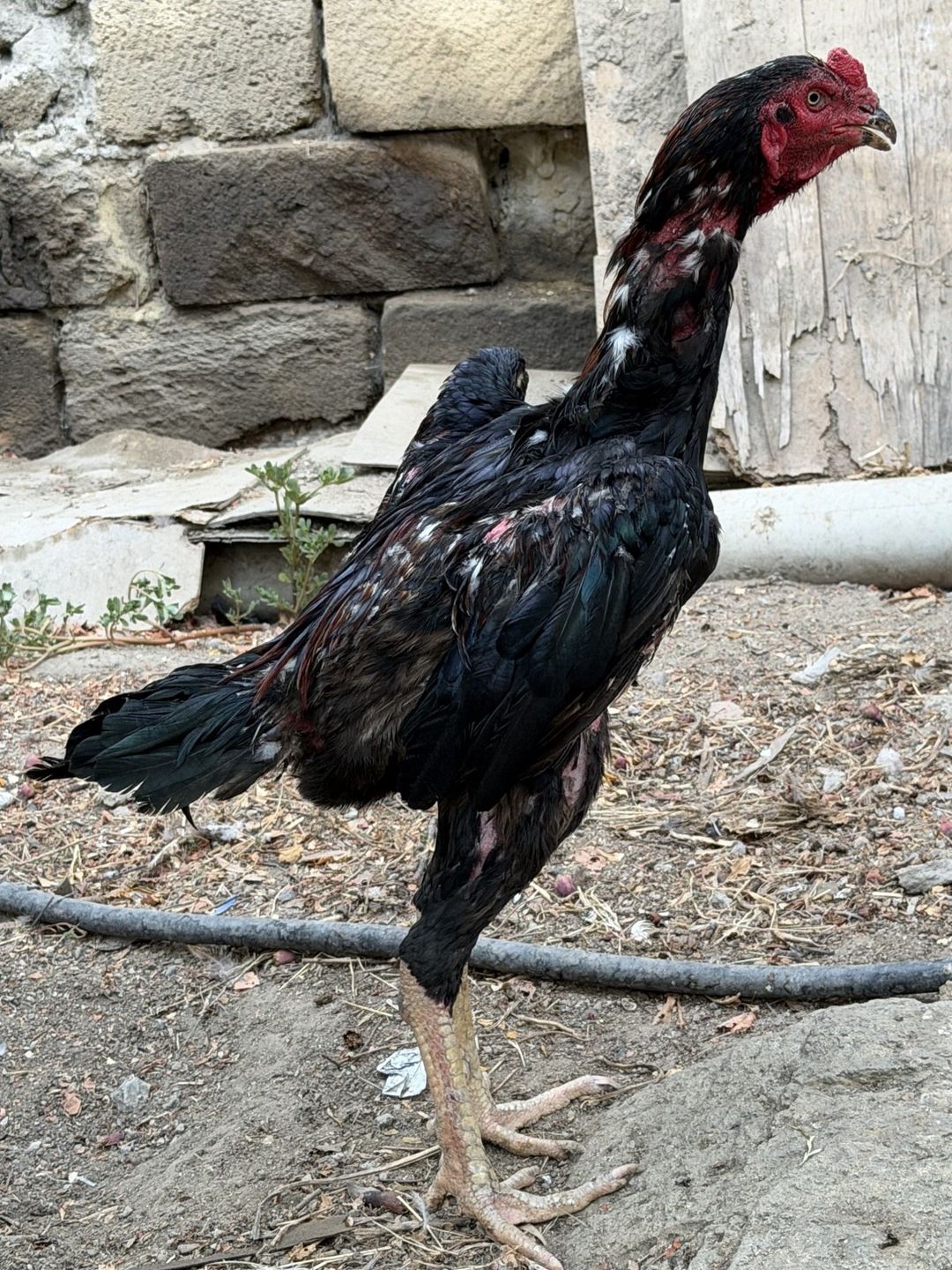 Heyratı — Quşlar, Bakı (4)