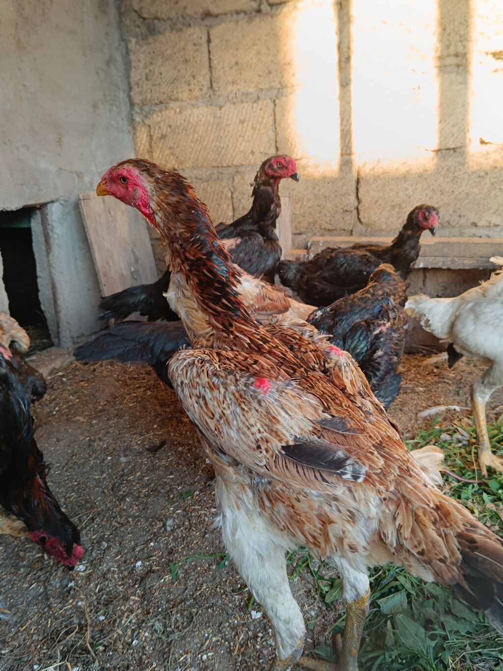 O shamo fereler 50-100 azn arasi xoruz 100 150 azn.Sumqayit — Quşlar, Sumqayıt (2)