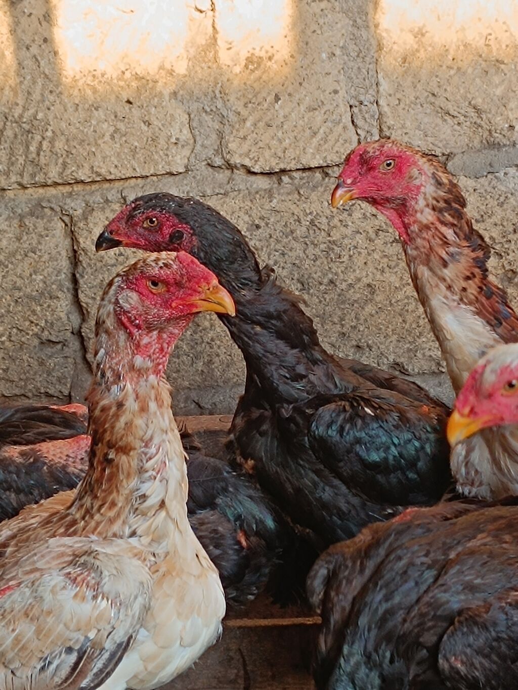 O shamo fereler 50-100 azn arasi xoruz 100 150 azn.Sumqayit — Quşlar, Sumqayıt (4)