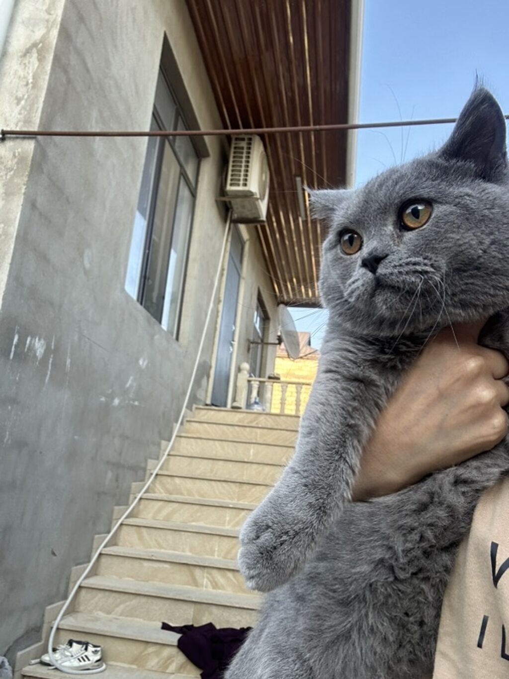 Britan — Pişiklər, Masazır (4)