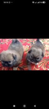 Pekines — Animals