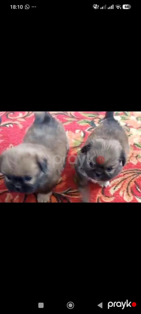 Pekines