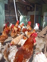Loğman toyuqları — Animals
