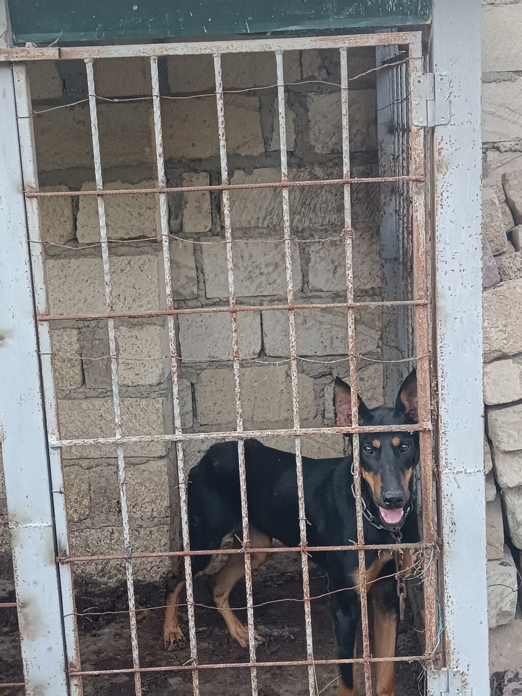 Doberman, 11 ay, Dişi — Heyvanlar, Gəncə