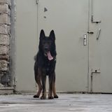 Alman çoban iti, 1 il, Erkək, Peyvəndli — Animals