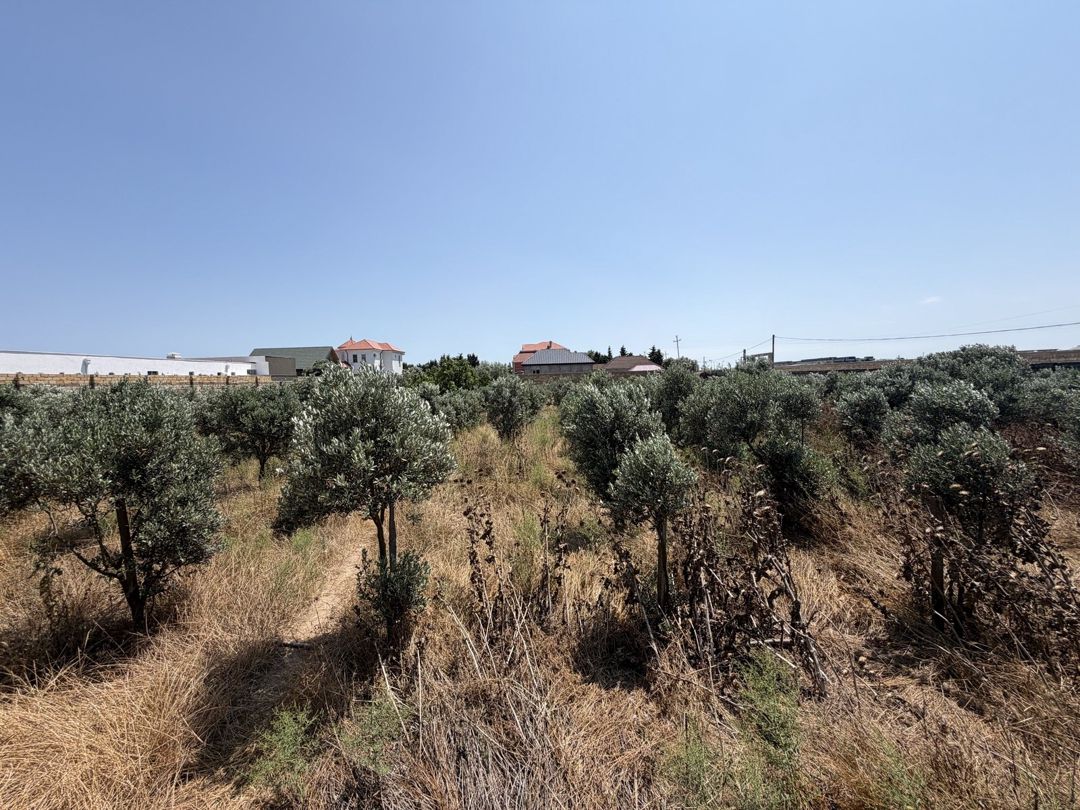 Satılır torpaq 50 sot — Torpaq, Bakı (4)