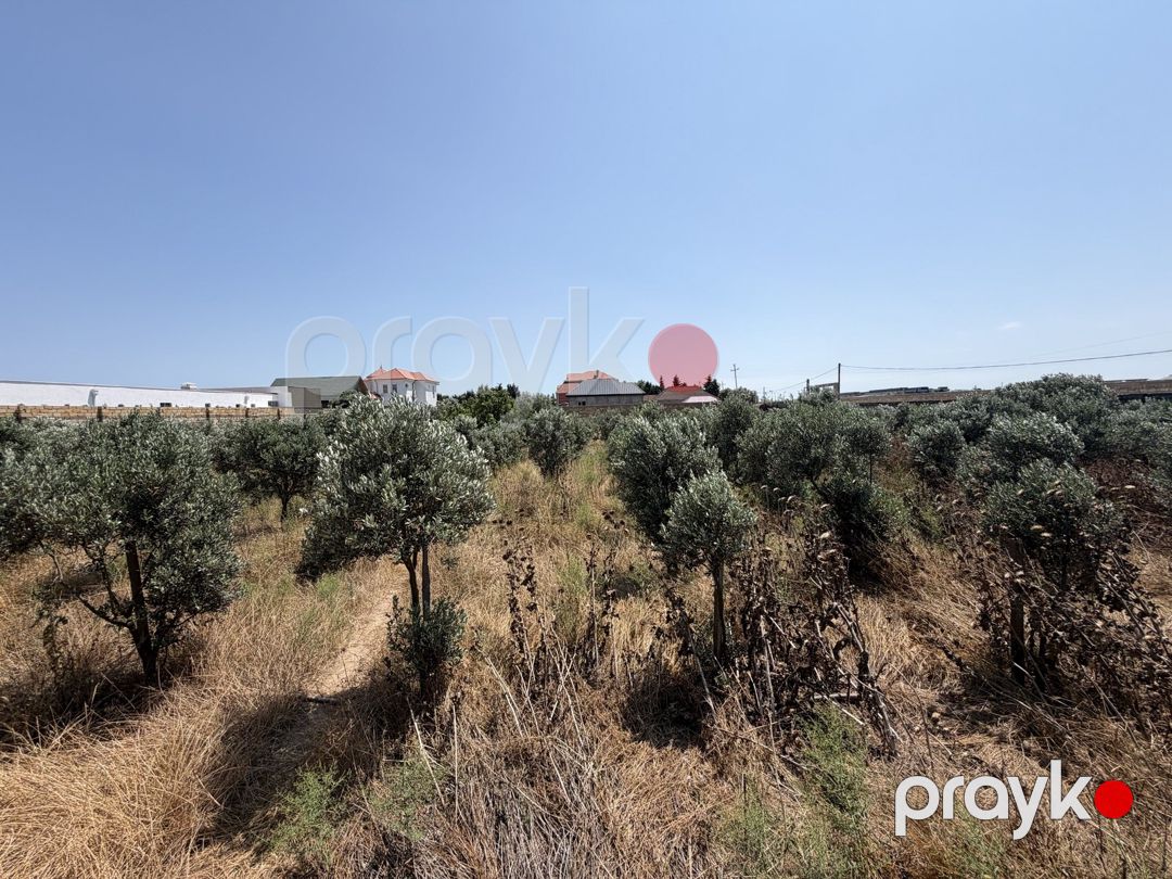 Satılır torpaq 50 sot — Torpaq, Bakı (4)