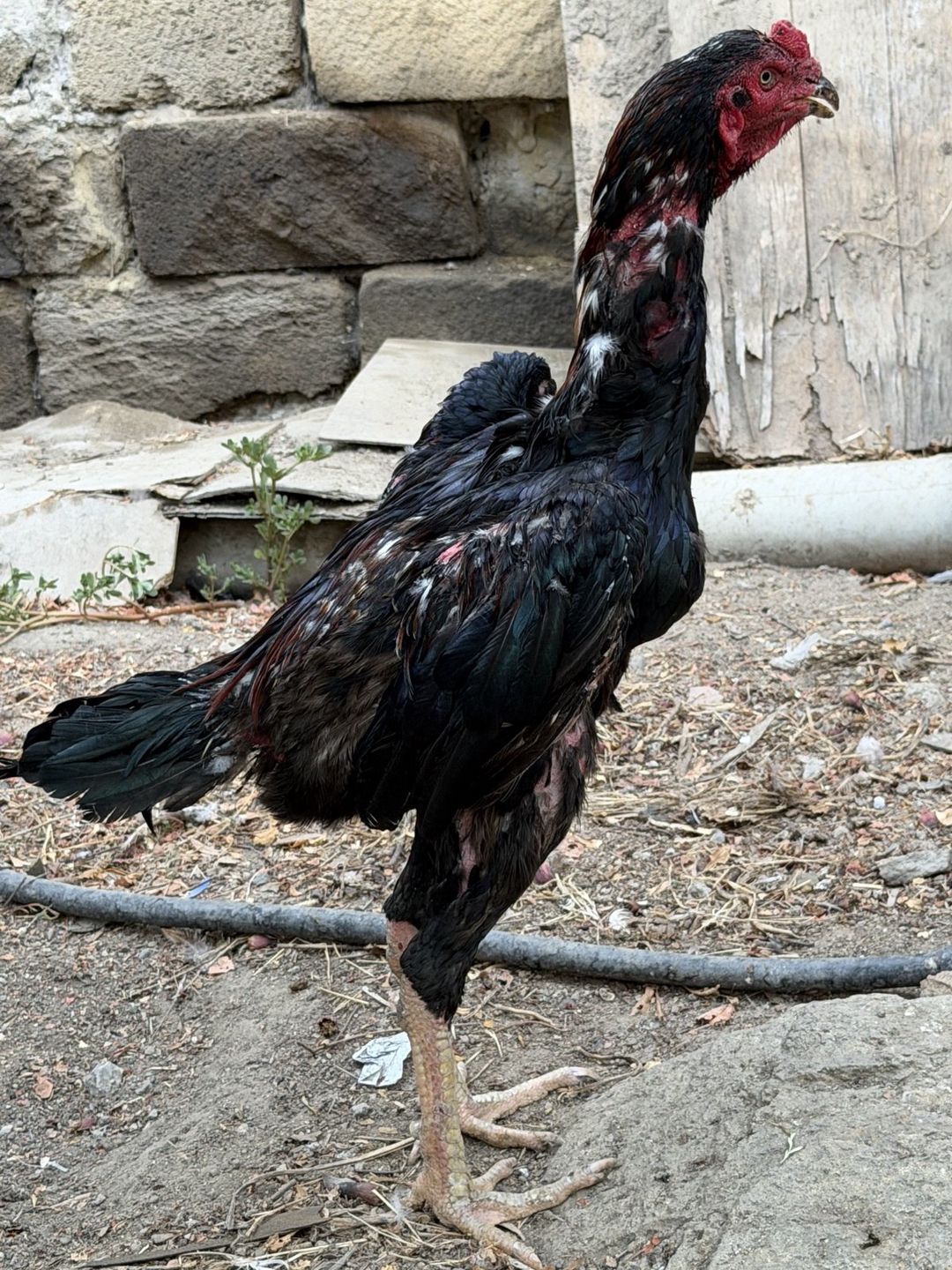 Heyratı — Quşlar, Bakı (5)