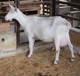 Saf ağ rəngli süd keçiləri və bala keçilər Məhsul təsviri: - Yüksək — Animals